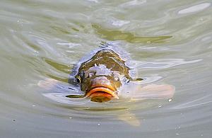 Kara więzienia dla pracowników marketu. "W 2010 r. znęcano się nad karpiami"