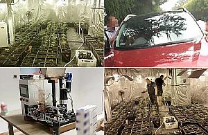 Plantacja konopi w Jachrance. Policja zatrzymała trzy osoby