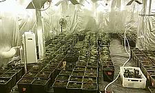 Plantacja konopi w Jachrance. Policja zatrzymała trzy osoby