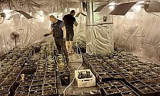 Plantacja konopi w Jachrance. Policja zatrzymała trzy osoby