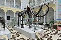 Ogłosili konkurs na... imię mamuta. Szkielet zadziwia od 64 lat