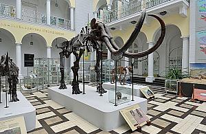 Ogłosili konkurs na... imię mamuta. Szkielet zadziwia od 64 lat