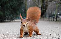 Niezwykła inwestycja w Falenicy. Powstanie most dla wiewiórek