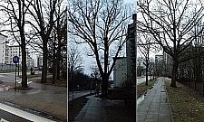 Białołęka bardziej zielona? Mieszkańcy zdecydowali