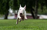 "Na Bródnie trują psy". Sprawdzamy plotkę