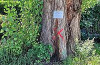 Ratusz tłumaczy się z... wycinki topoli. "Drewno zdrowe w 17%"