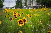 Łąki czy parkingi na Kasprowicza? Mieszkańcy podzieleni