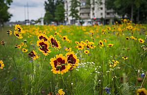 Łąki czy parkingi na Kasprowicza? Mieszkańcy podzieleni