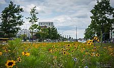 Łąki czy parkingi na Kasprowicza? Mieszkańcy podzieleni
