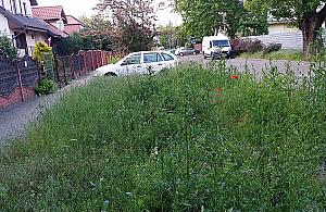 Wola stawia na wysokie trawy. Zadbane trawniki są niemodne?