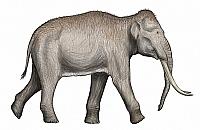 "Myśmy myśleli, że to kuń". Prehistoryczne znalezisko na Woli