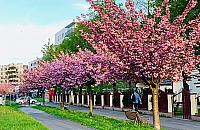 Więcej drzew i krzewów na Bielanach. Zdecydowali mieszkańcy