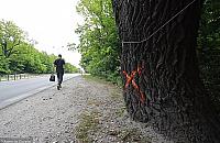 Dęby zostają przy Czecha. Zagrażają ludziom, ale wycinki nie będzie