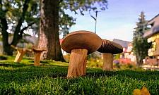 "Leśny park kieszonkowy" powstanie przy Korzona