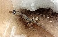 Znalazła w walizce gekona. Interweniowała straż miejska