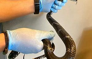 Na Górczewskiej wygrzewał się wąż amurski