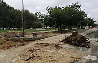 Sokratesa: podczas zwężania jezdni znikają drzewa. Ile wycięto?