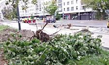 Sokratesa: podczas zwężania jezdni znikają drzewa. Ile wycięto?