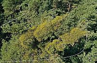 Jemioła atakuje miejskie lasy. "Wycinka jedynym sposobem"