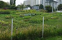 "Ogródek społecznościowy" w parku Górczewska. Czym będzie?