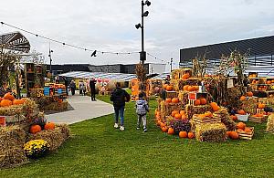 Dyniowy ogród wraca na Tarchomin