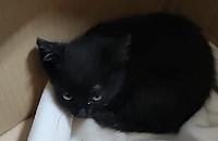 Znaleźli pod maską małego kota. Przygarnął go policjant