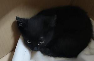 Znaleźli pod maską małego kota. Przygarnął go policjant