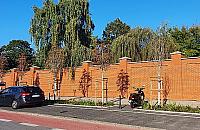 Posadzili młode kasztanowce obok chorych. Zapłacimy za ich ratowanie