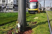 Bluszcz na słupach tramwajowych. Czy to się przyjmie?
