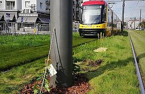 Bluszcz na słupach tramwajowych. Czy to się przyjmie?