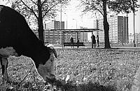 Patodeweloperka pół wieku temu. Obok bloków pasły się krowy