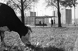 Patodeweloperka pół wieku temu. Obok bloków pasły się krowy