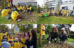 Dzieci zasadziły tysiące żonkili. Pomogli Andrzej Strejlau i Sidney Polak