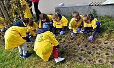 Dzieci zasadziły tysiące żonkili. Pomogli Andrzej Strejlau i Sidney Polak