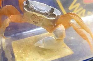 Znalazła kraba w pionie kanalizacyjnym. Interweniowała straż miejska