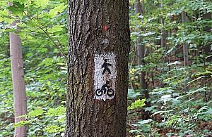 Zmiany w Lesie Bielańskim. Poprawiają oznakowanie czy likwidują ścieżki?