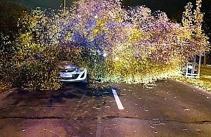 Wichura zwaliła na nią drzewo. Kobieta miała mnóstwo szczęścia