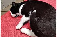 Ktoś postrzelił kota z wiatrówki. Co na to policja?