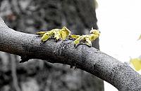 Rzeźba pustułki nie przetrwała roku. Zostały same szpony