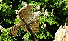 Rzeźba pustułki nie przetrwała roku. Zostały same szpony