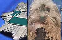 Kobieta oskarżona o znęcanie się nad psami i chomikiem. "Powiedziała, że o nie dba"