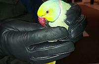 Aleksandretta zgubiła się w Warszawie