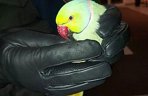 Aleksandretta zgubiła się w Warszawie