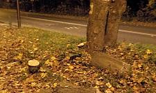 Ojciec i syn kradli drewno. Wpadli, bo zaparkowali na trawie