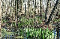 "Chrońmy Zakole Wawerskie". Czas na wykup działek od właścicieli