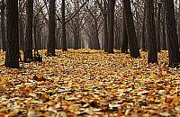 Radna Targówka prosi o usypanie z liści... kopców dla jeży