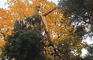 Wielka gałąź zwisa z drzewa. Czy straż pożarna pomoże?
