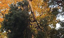 Wielka gałąź zwisa z drzewa. Czy straż pożarna pomoże?