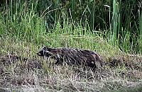 Wścieklizna na Elsnerowie. Ostrzeżenie dla Wilna i Targówka Fabrycznego