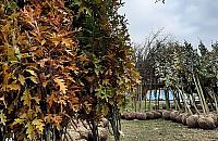 Ponad 200 drzew dla Bielan. Ruszyła akcja sadzenia